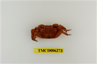 藏品(斑點擬相手蟹)的圖片